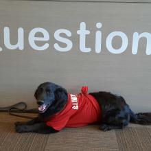 Grover the Therapy Dog