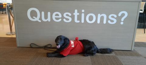 Grover the Therapy Dog