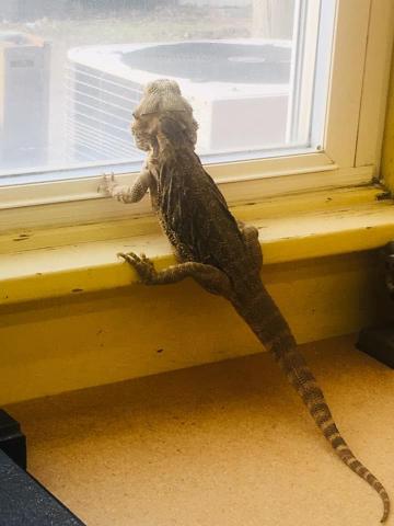 Norbert at the Window. Image credit: Illinois Prairie District Public Library.