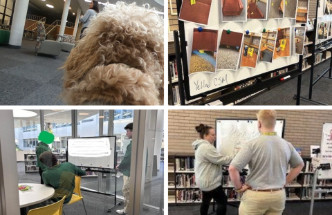 Top Left: A dog with curly hair wearing a gopro camera. Top Right: A whiteboard with various photos of evidence and evidence markers. Bottom Left: Various people in a study room writing on a whiteboard. Bottom Right: Two people standing in thought and writing on a whiteboard.